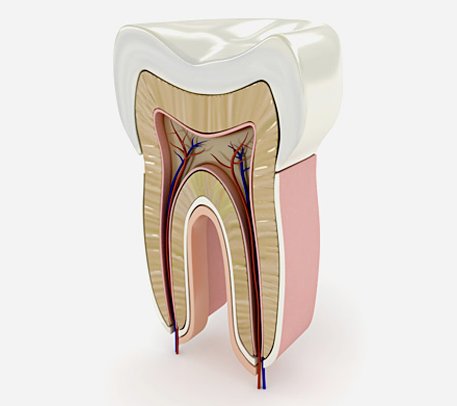 endodonzia dente